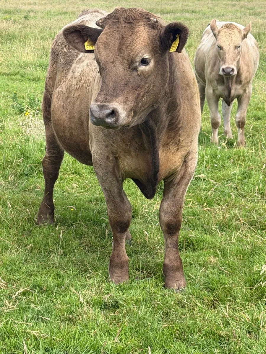 Full symbol organic Cattle - Image 2