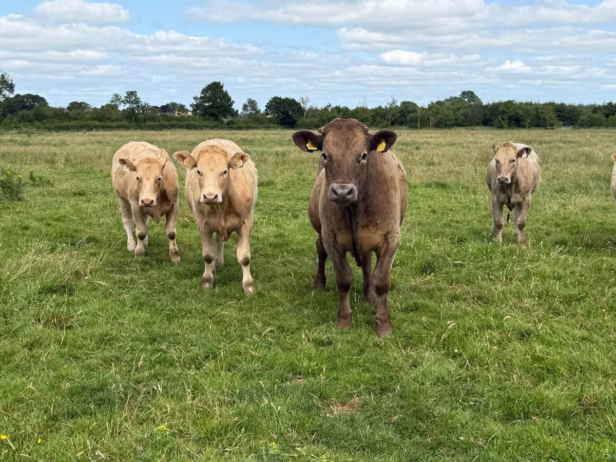 Full symbol organic Cattle - Image 3
