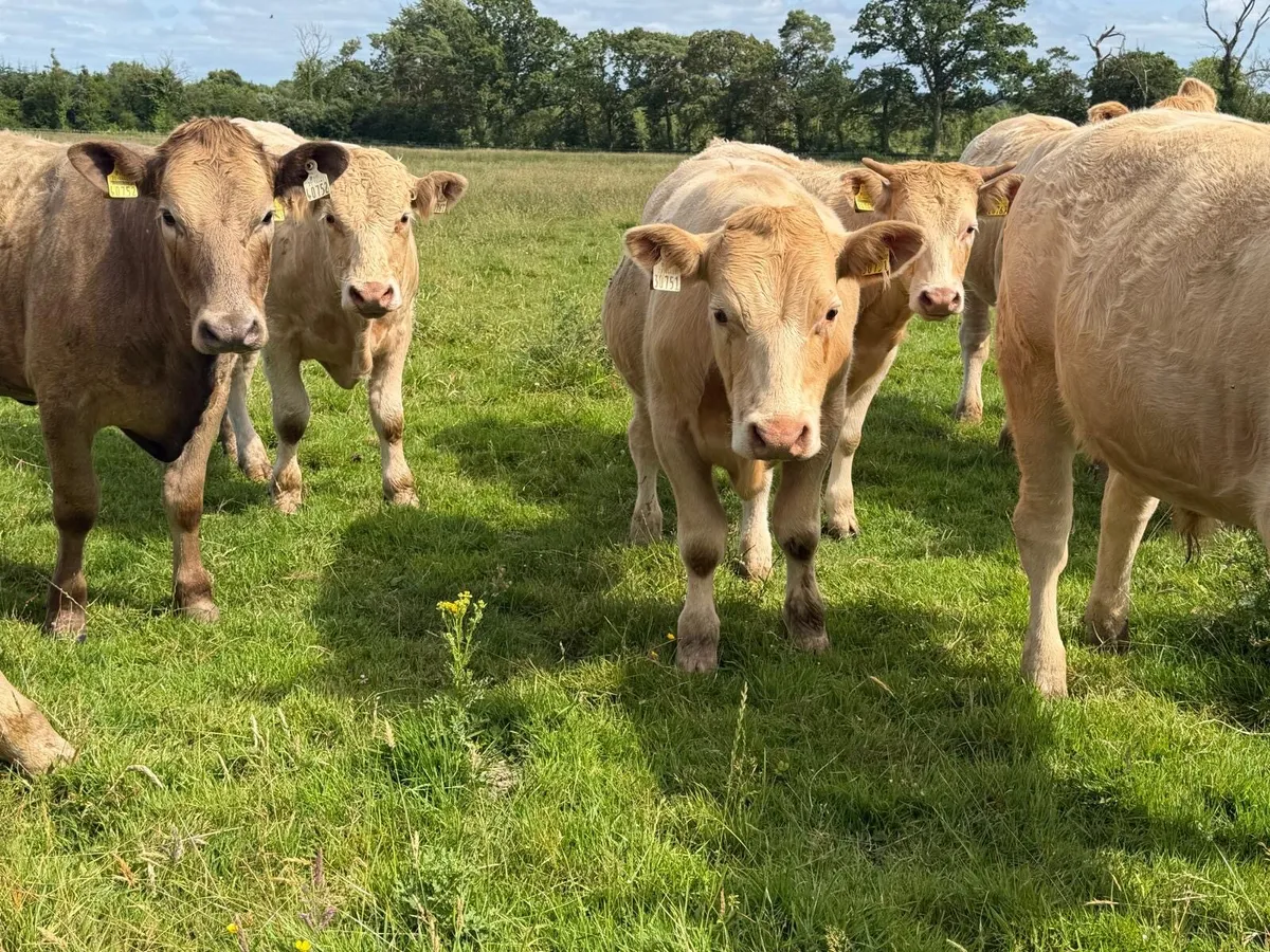 Full symbol organic Cattle - Image 4