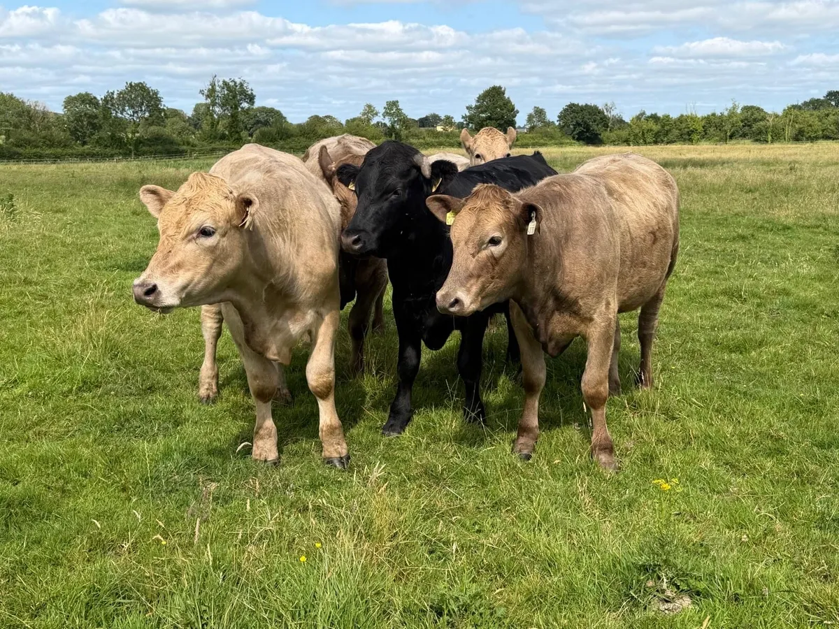 Full symbol organic Cattle - Image 1