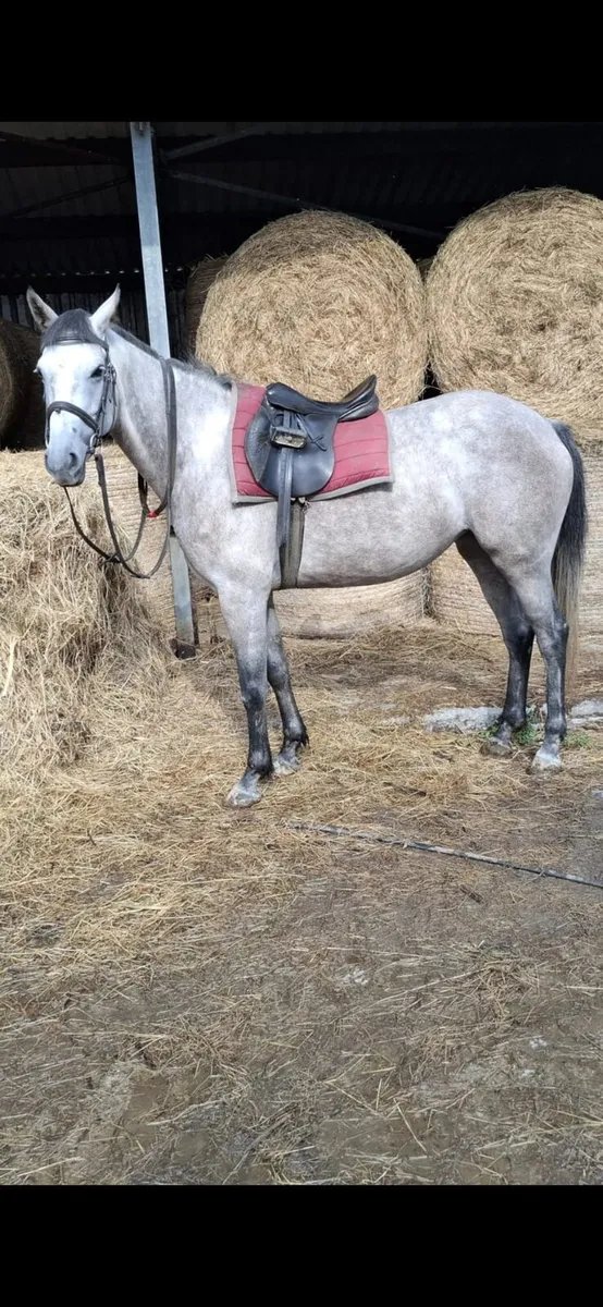 Horse - Image 2