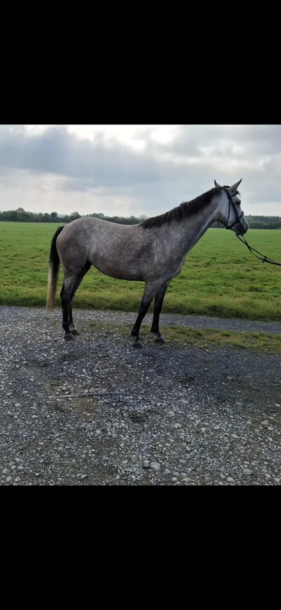 Horse - Image 3