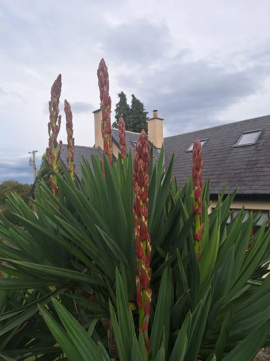 Yucca Gloriosa, Adam's Needle - Image 2