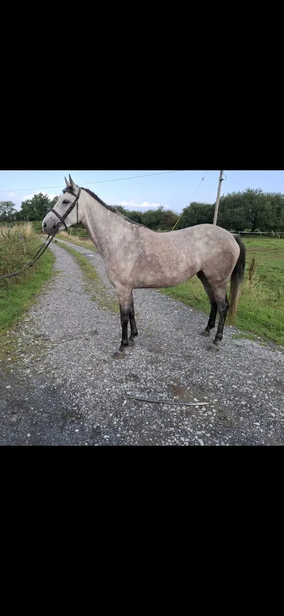 Horse - Image 1