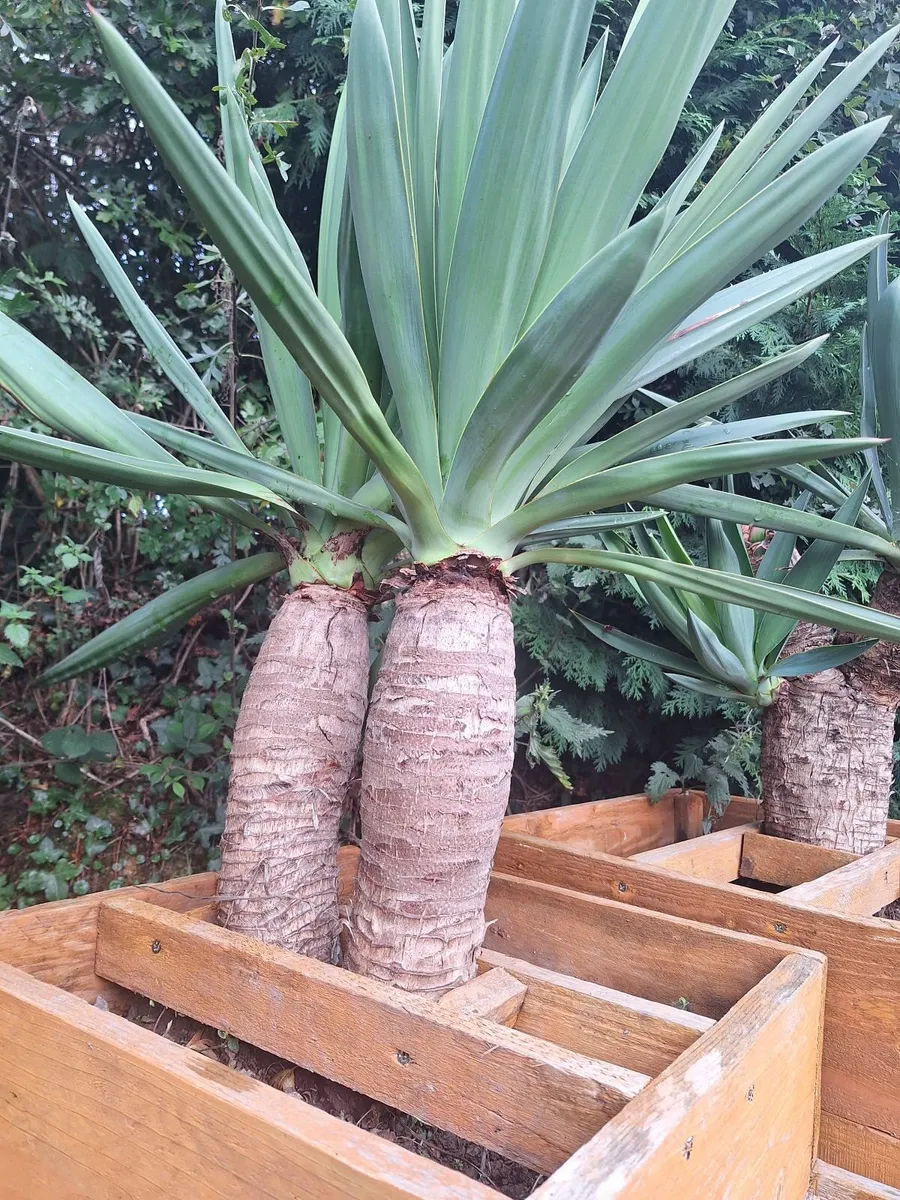 Yucca Gloriosa, Adam's Needle - Image 1