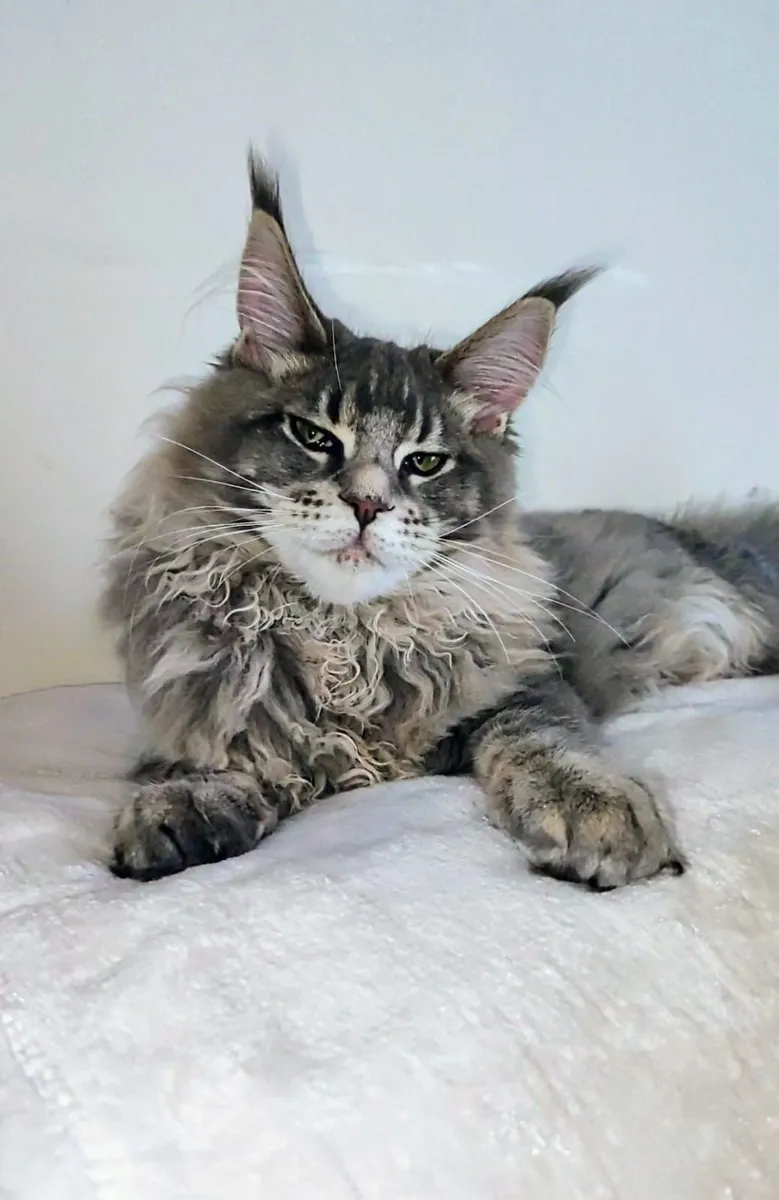 STUNNING MAIN COON GIRL - Image 3