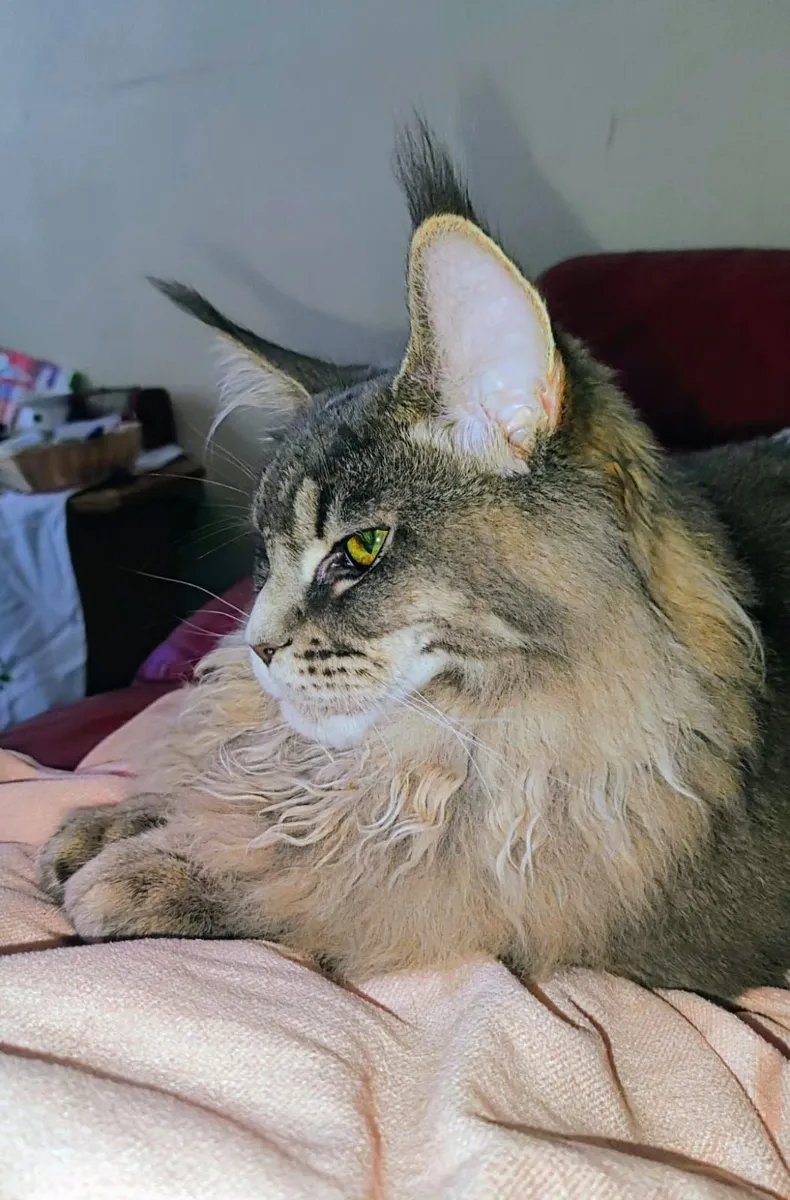 STUNNING MAIN COON GIRL - Image 4