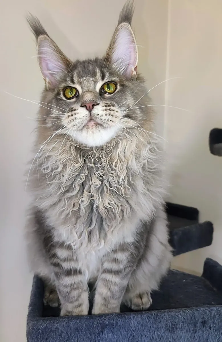 STUNNING MAIN COON GIRL - Image 1