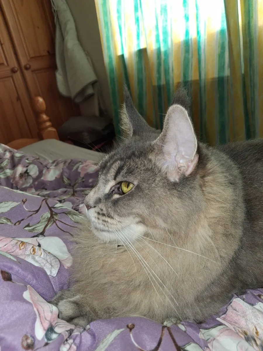 STUNNING MAIN COON GIRL - Image 2