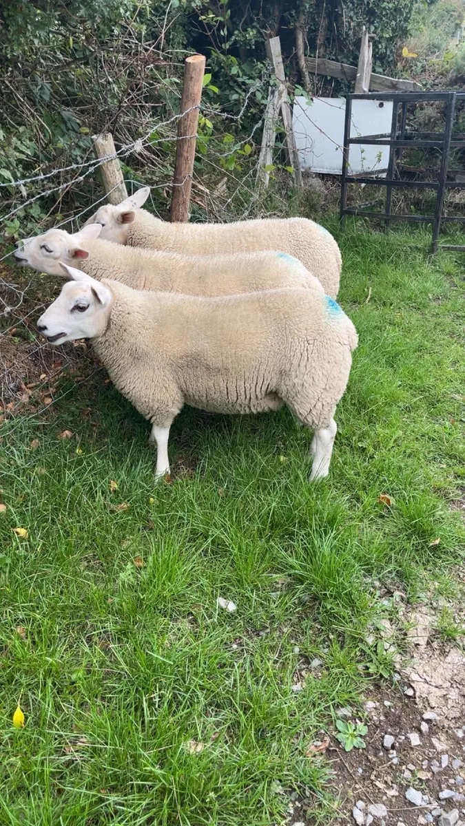 Ewe lambs - Image 1