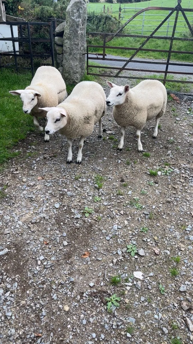 Ewe lambs - Image 2