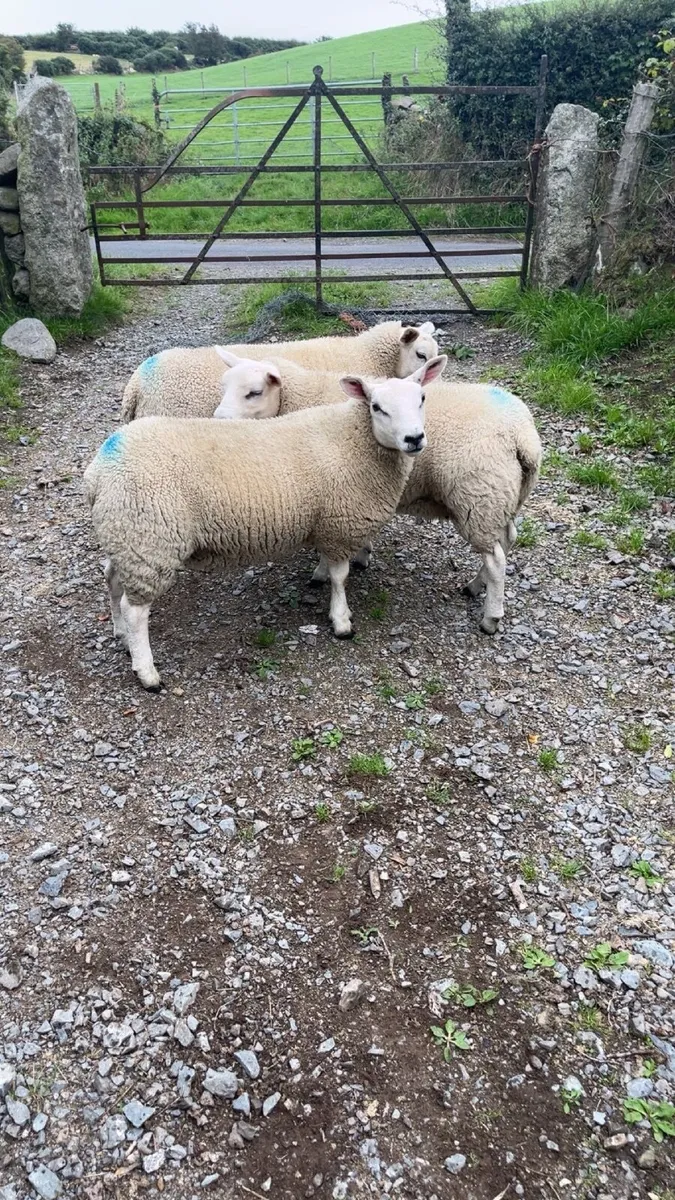 Ewe lambs - Image 3