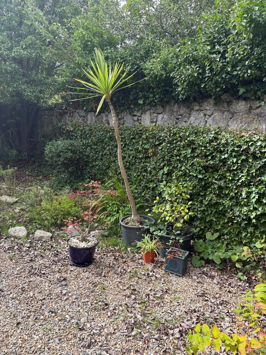 Plant Pots plus plant - Image 1