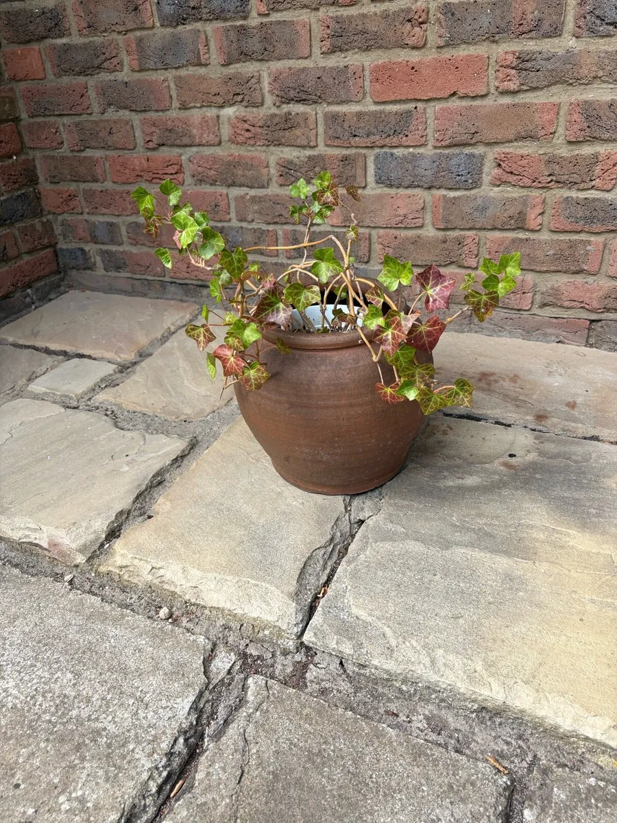 Plant Pots plus plant - Image 2