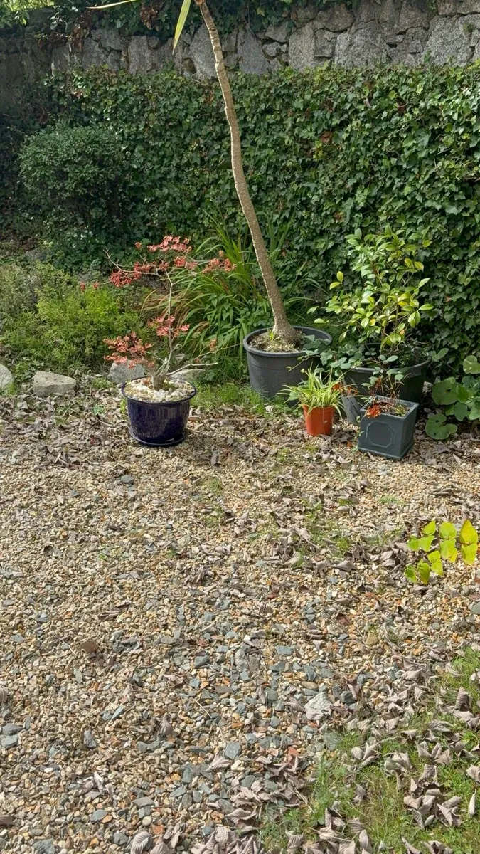 Plant Pots plus plant - Image 3