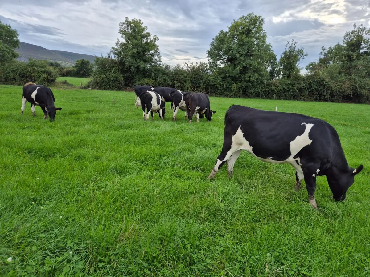 8 High EBI Friesian In Calf Heifers - Image 2