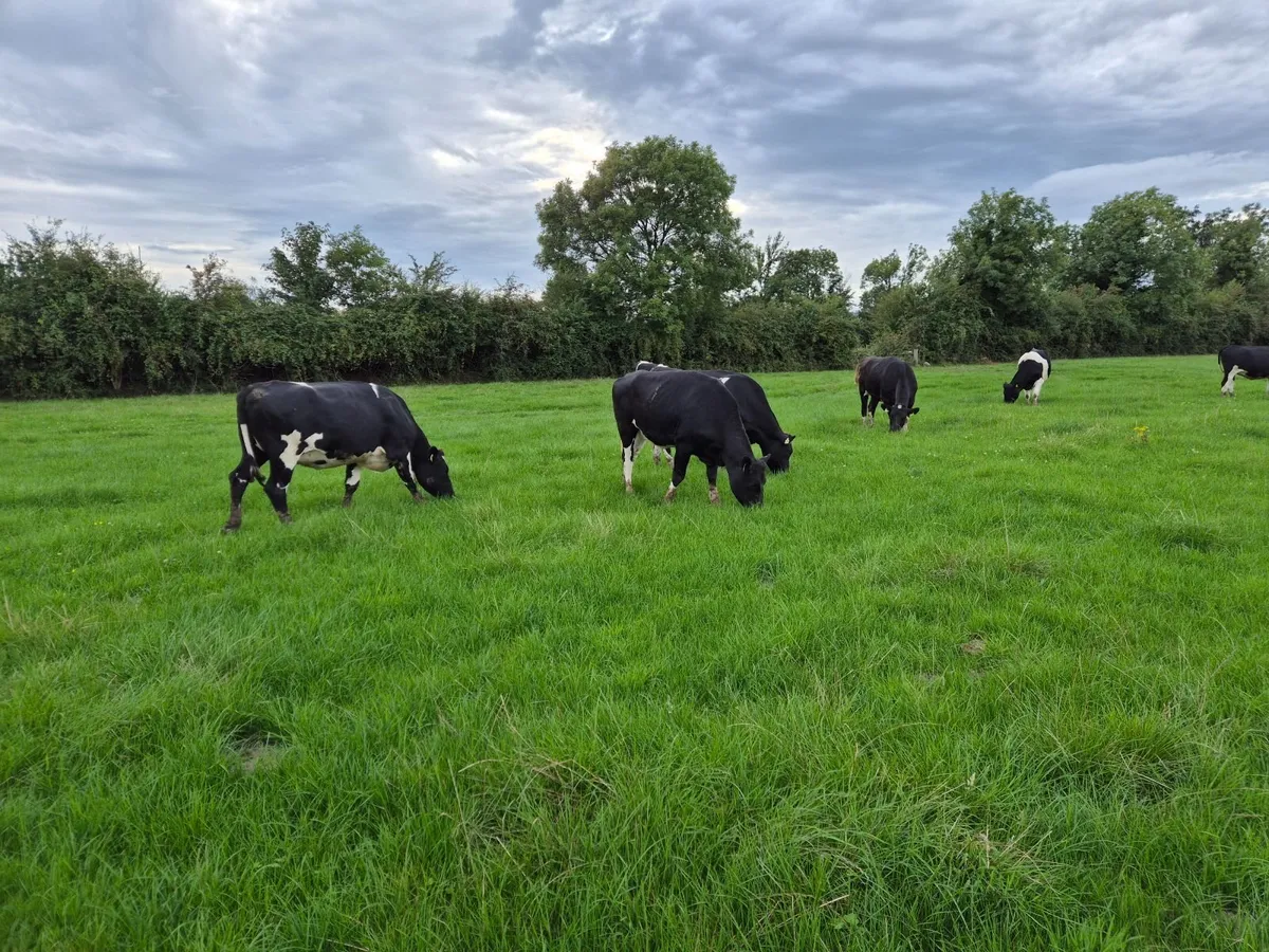 8 High EBI Friesian In Calf Heifers - Image 3