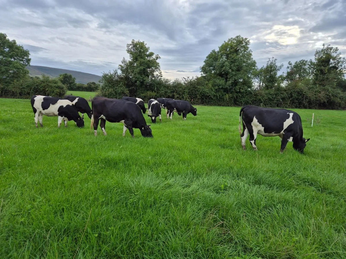 8 High EBI Friesian In Calf Heifers - Image 4
