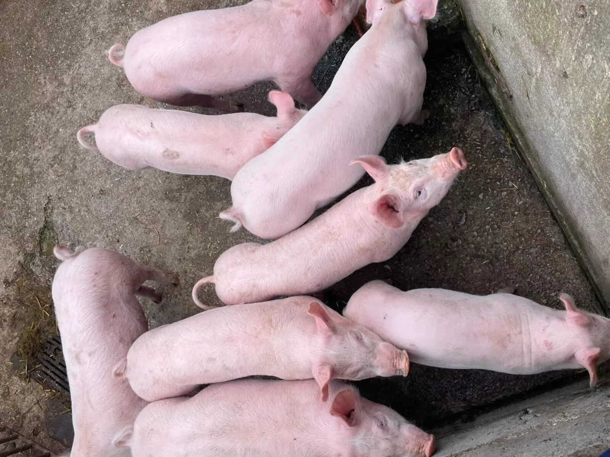 Sow, weaners, nearly fat pigs - Image 2