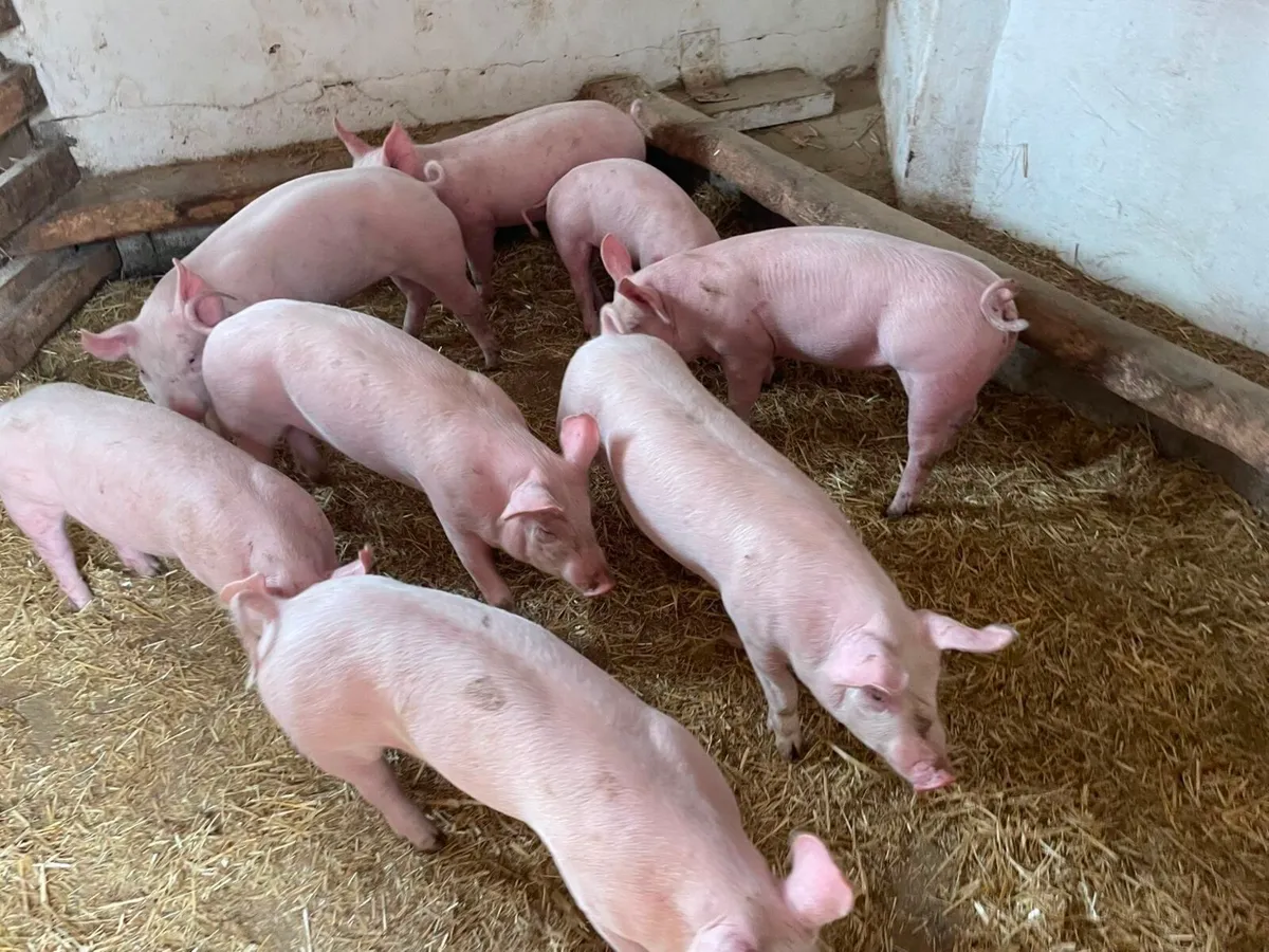 Sow, weaners, nearly fat pigs - Image 3