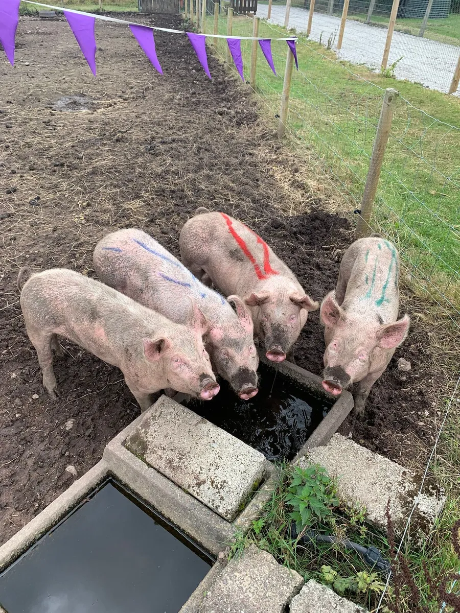 Sow, weaners, nearly fat pigs - Image 4