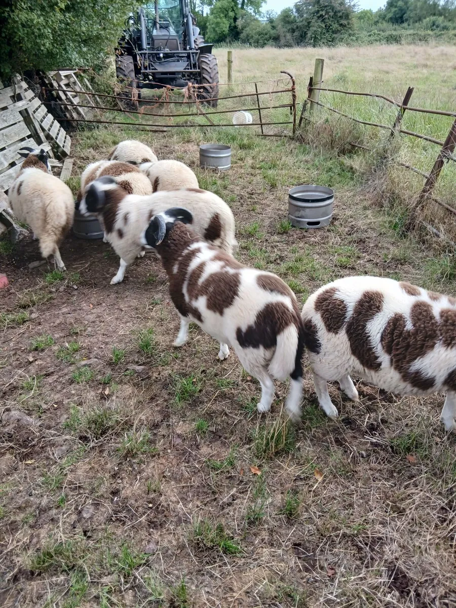 Sheep - Image 3