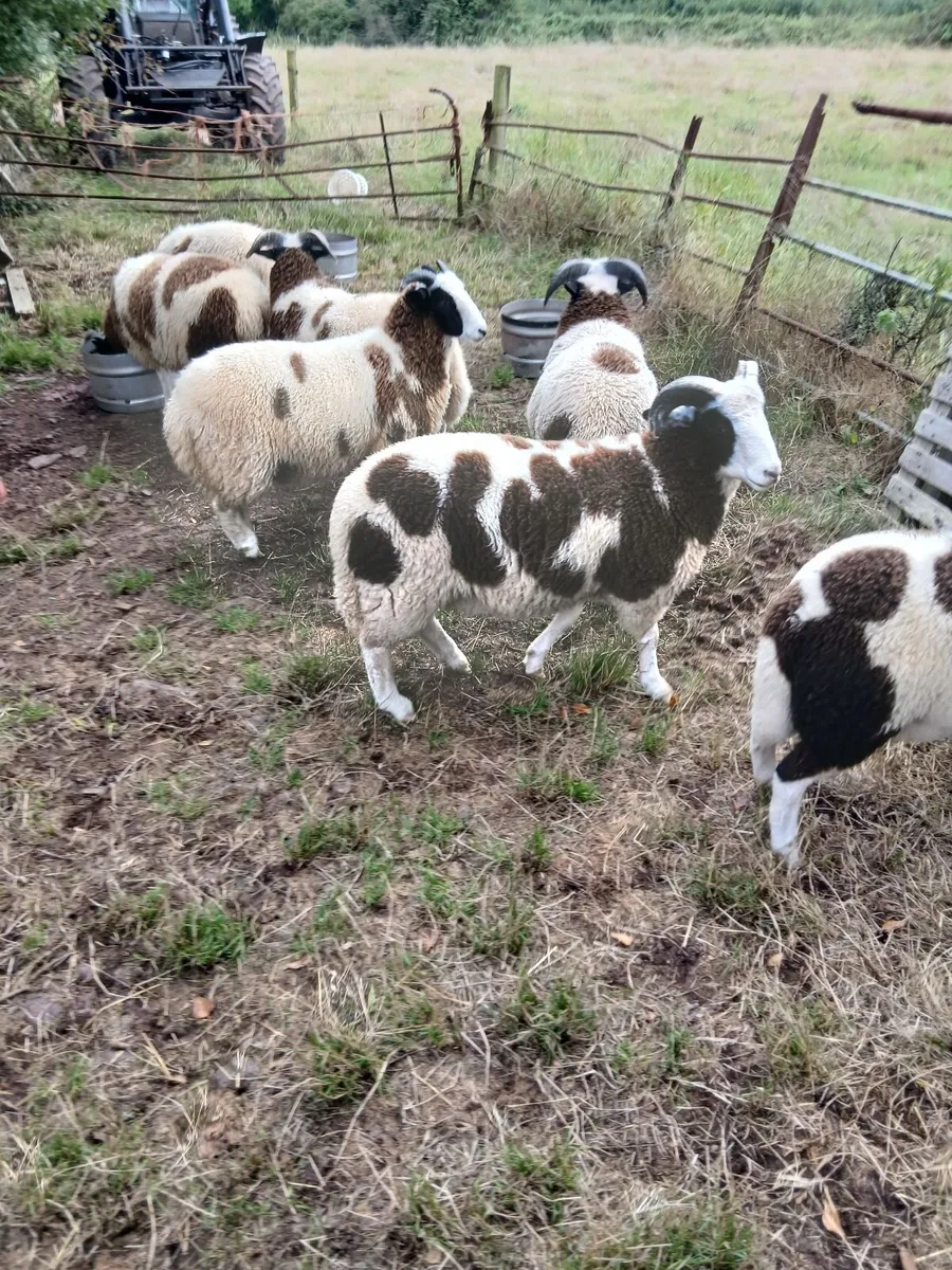Sheep - Image 2