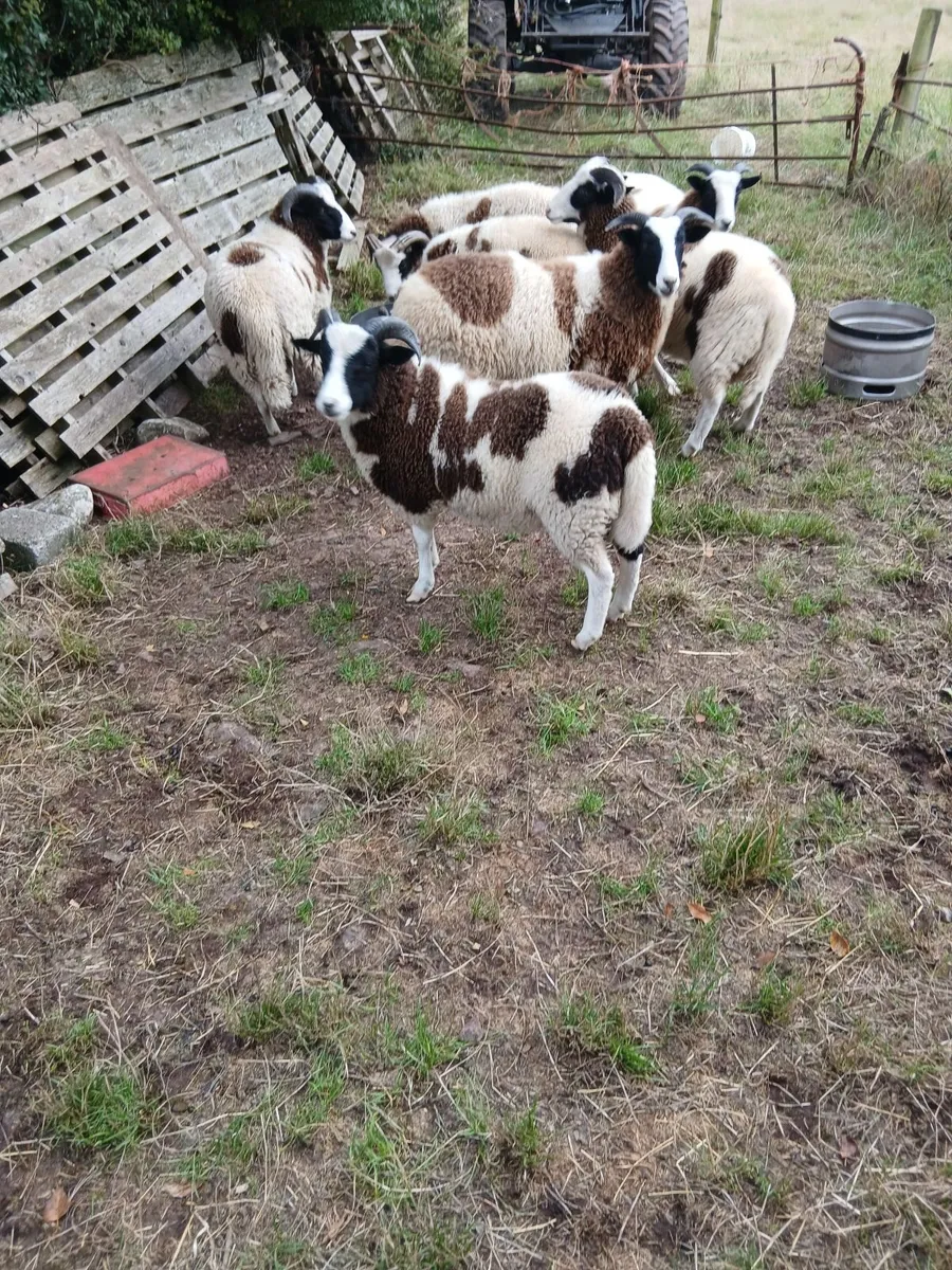 Sheep - Image 4
