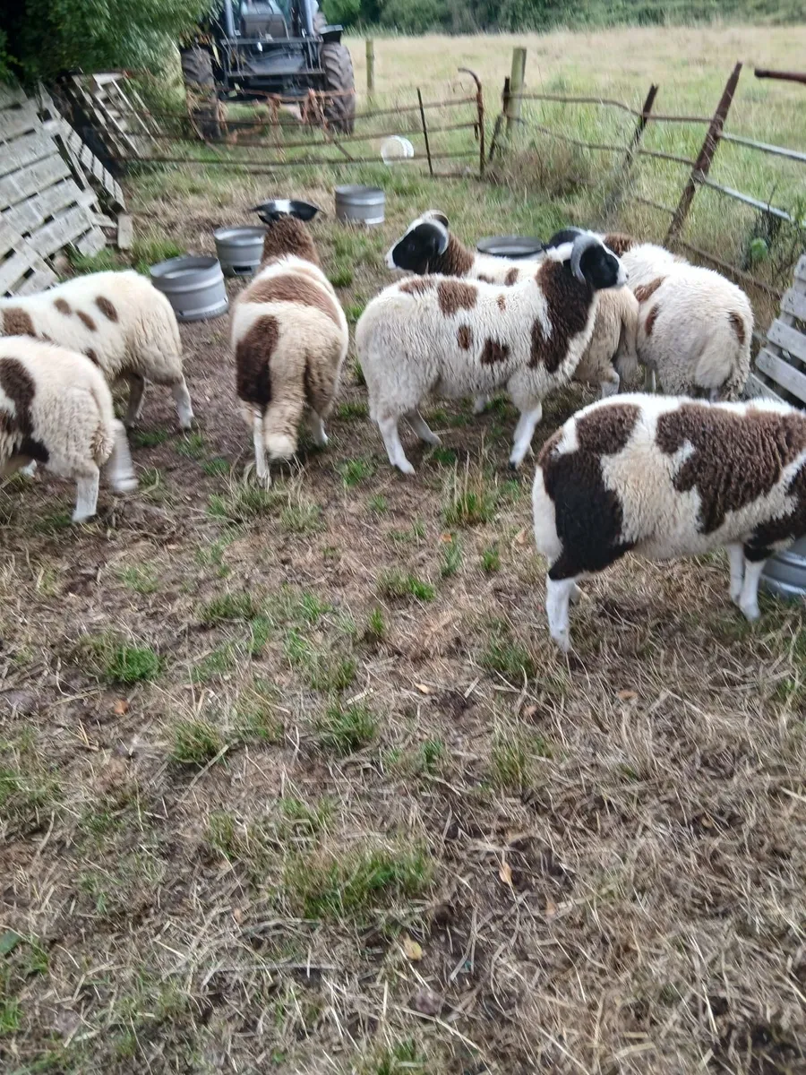 Sheep - Image 1