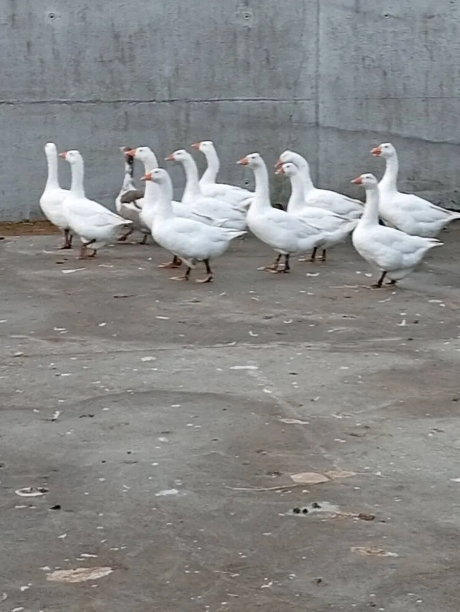 Geese - Image 1