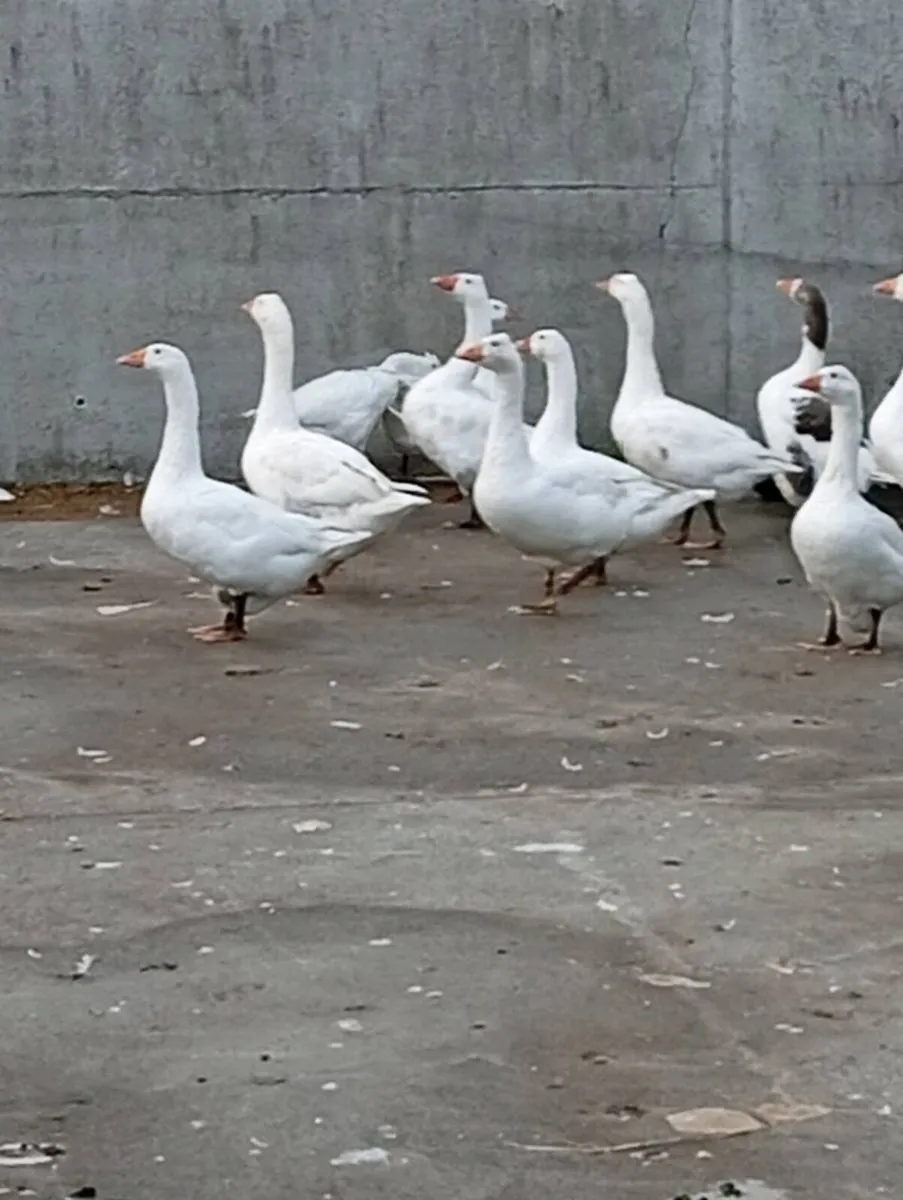 Geese - Image 2