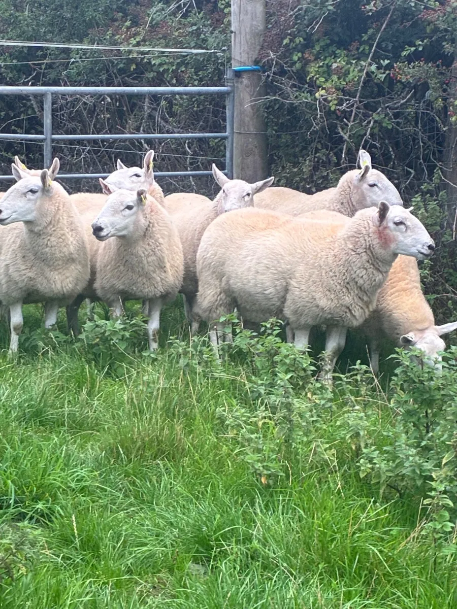 Wicklow Cheviot Hoggets - Image 3
