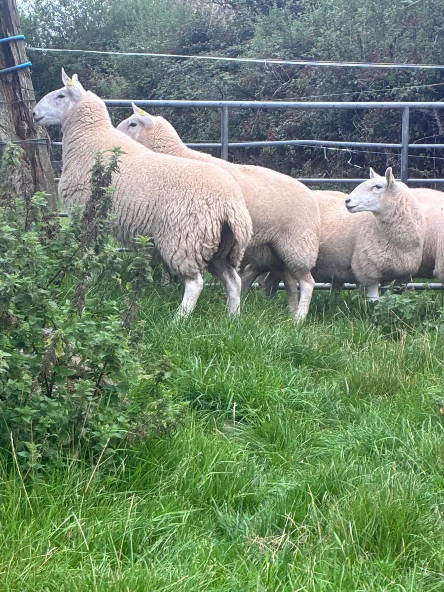Wicklow Cheviot Hoggets - Image 4