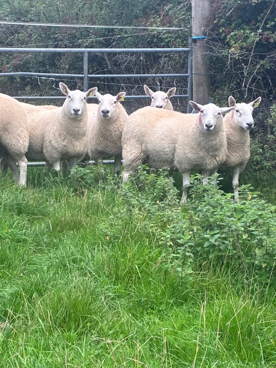Wicklow Cheviot Hoggets - Image 1
