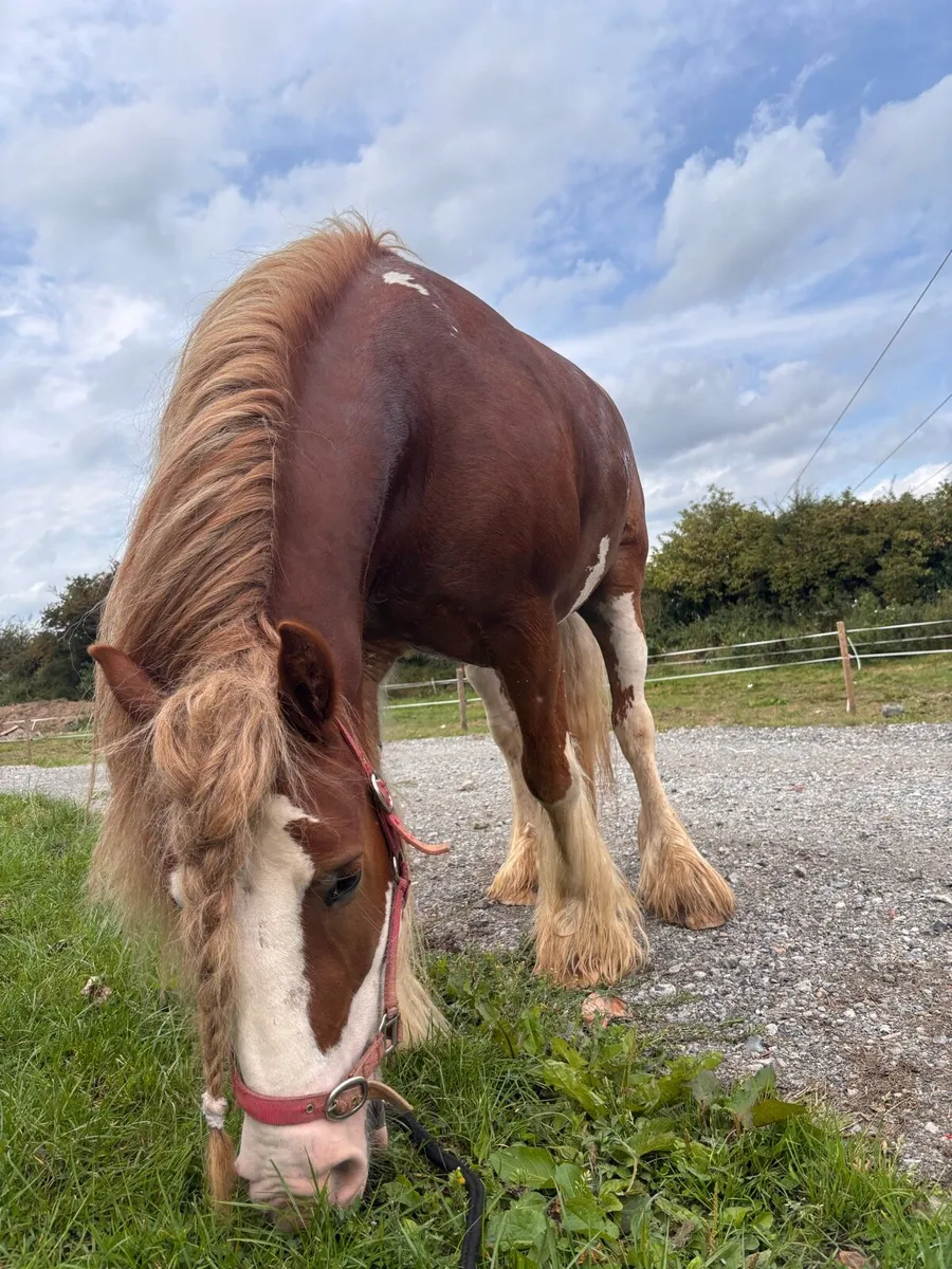 Horse / Pony for sale - Image 1