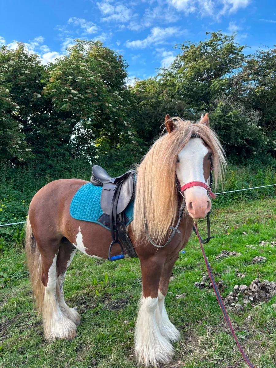 Horse / Pony for sale - Image 2
