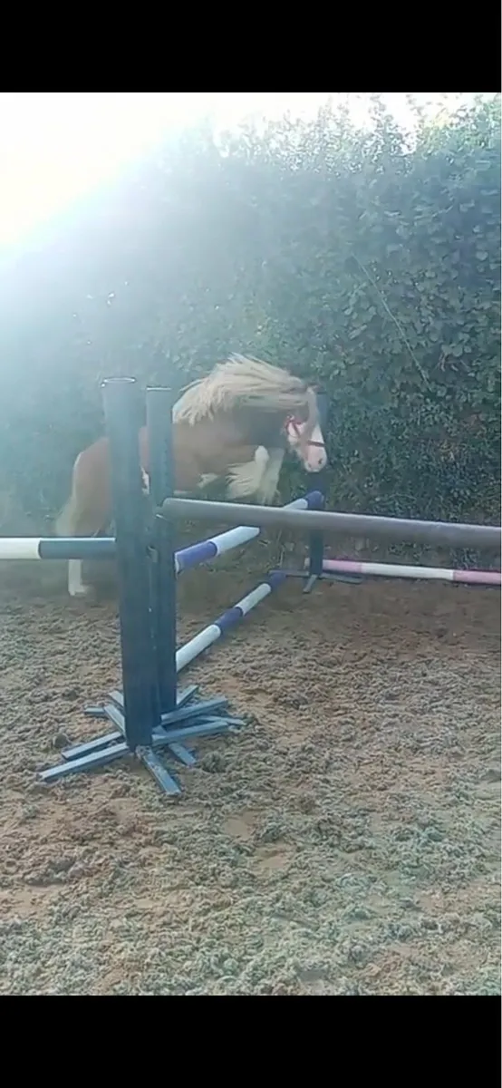 Horse / Pony for sale - Image 4