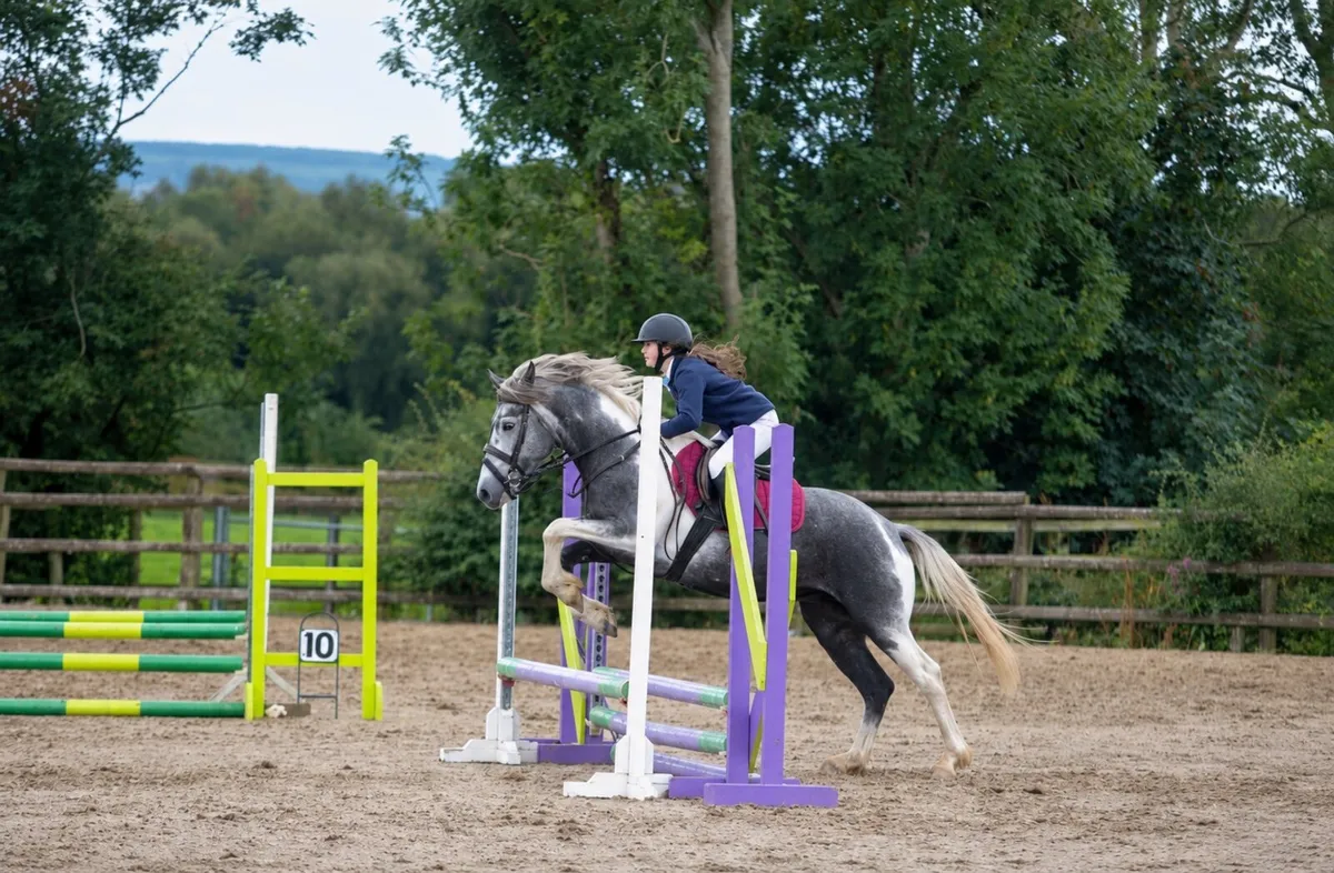 Beautiful jumping pony - Image 1