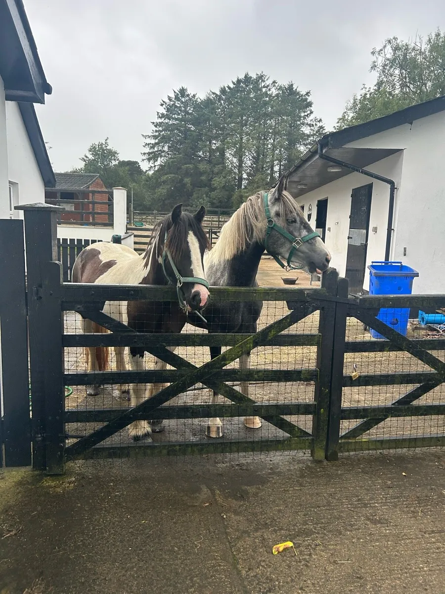 Beautiful jumping pony - Image 4