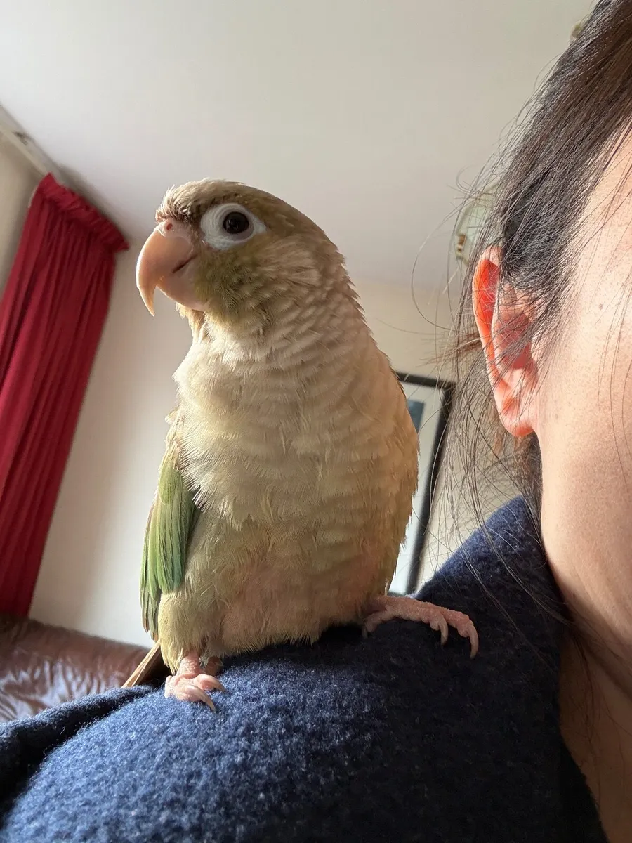 Hand reared bird Conure - Image 2