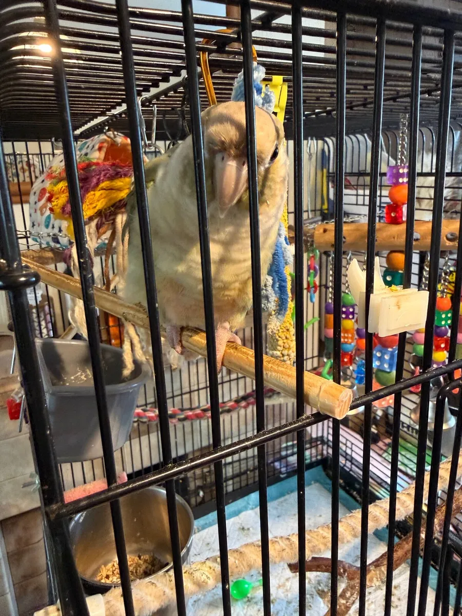 Hand reared bird Conure - Image 3