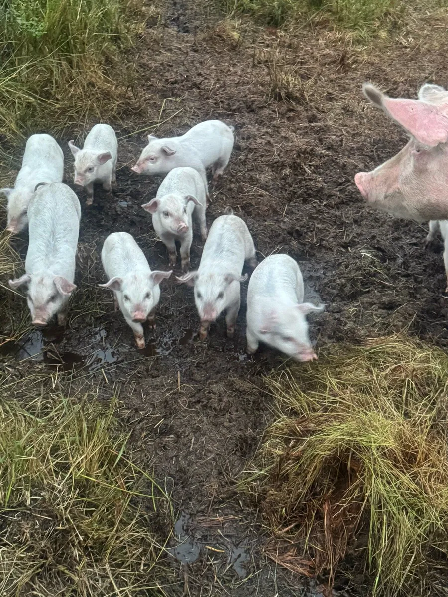 Piglets - Image 1