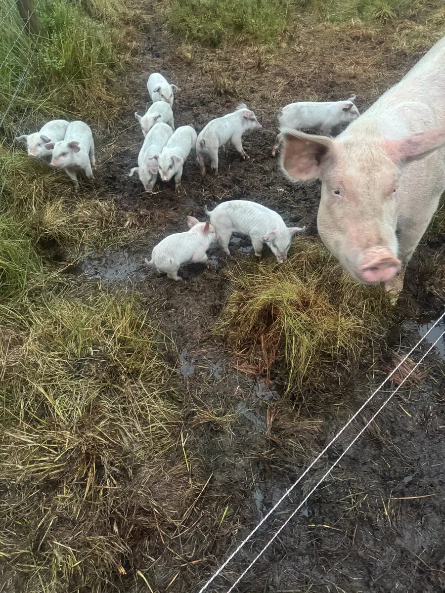 Piglets - Image 2