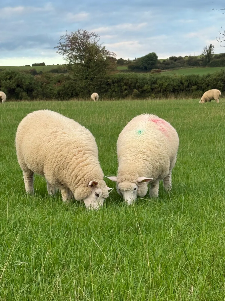 Galway ewe lambs - Image 1