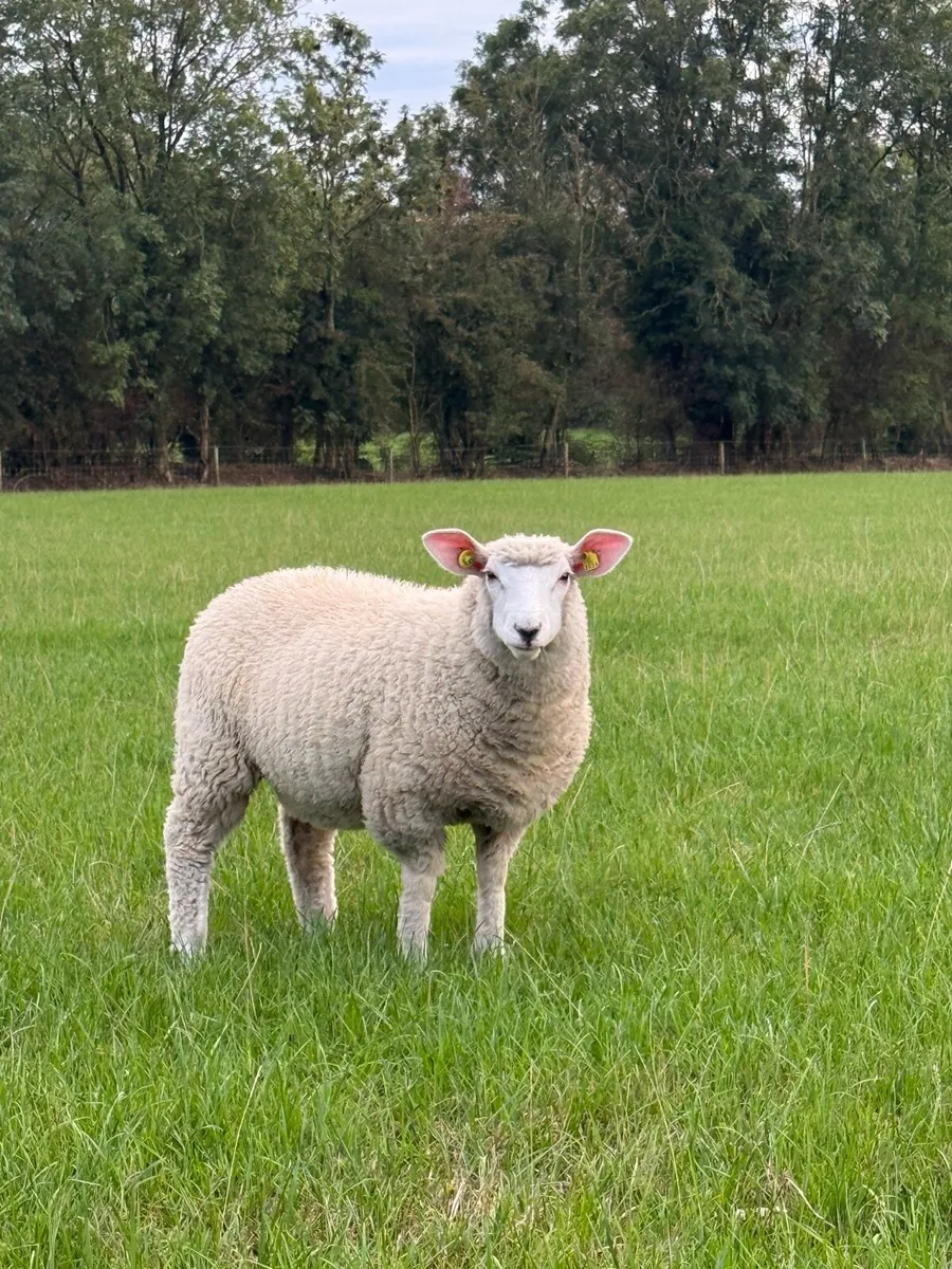 Galway ewe lambs - Image 2