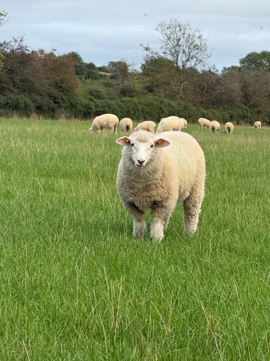 Galway ewe lambs - Image 3