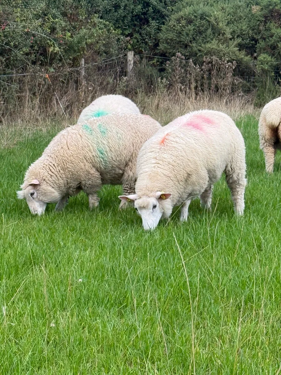 Galway ewe lambs - Image 4