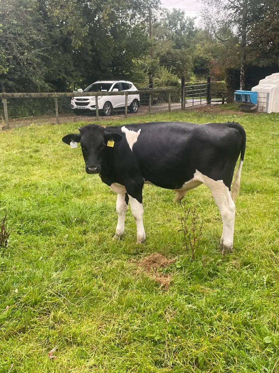 Friesian stock bull - Image 3