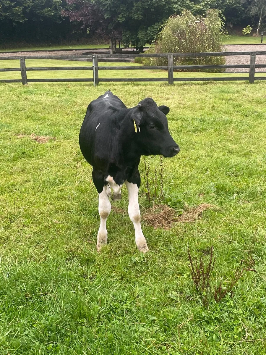 Friesian stock bull - Image 4