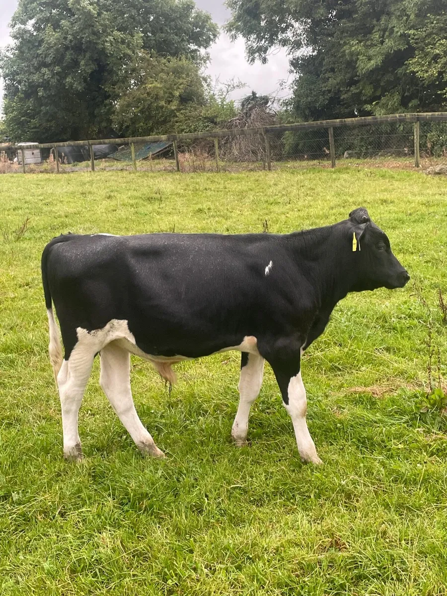 Friesian stock bull - Image 1